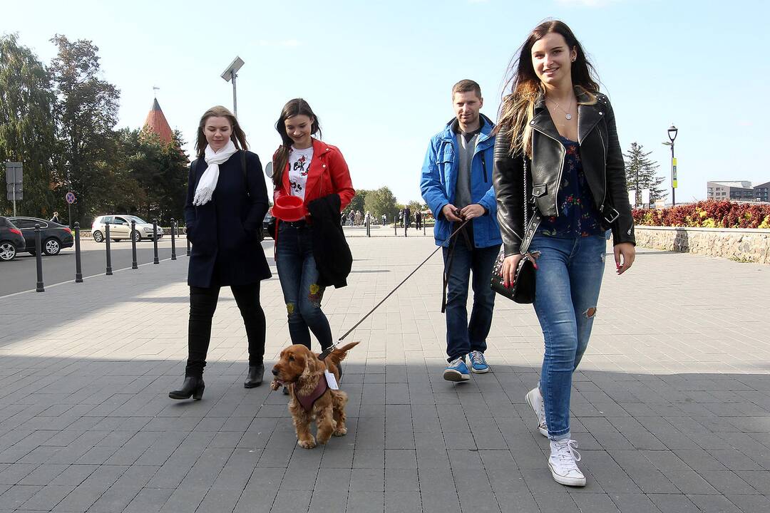 Šv. Pranciškaus diena Kaune