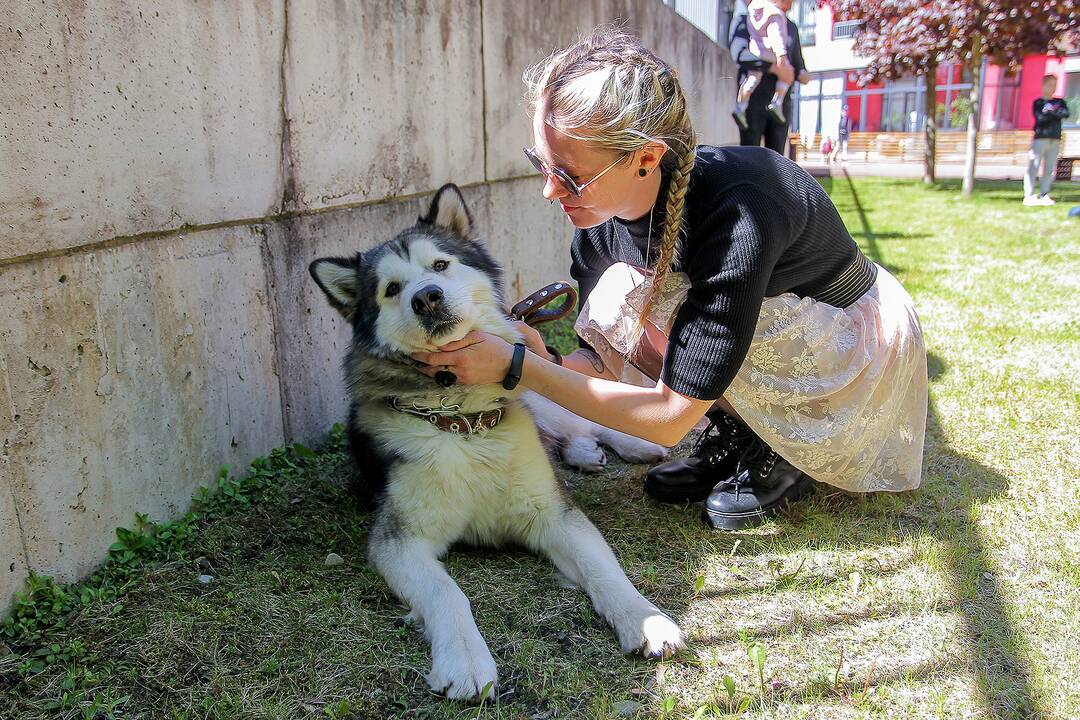 Kauno gimtadienio kultūros renginiai