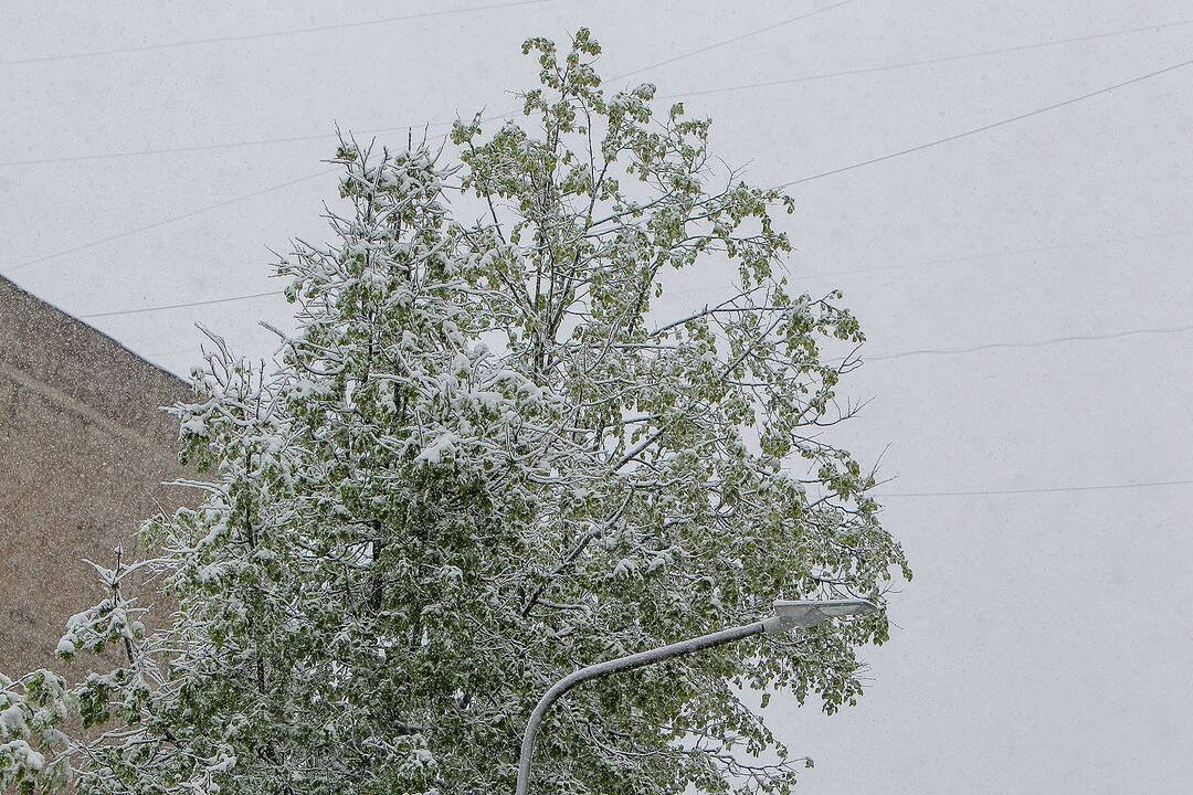 Gegužės 12-osios rytas Kaune