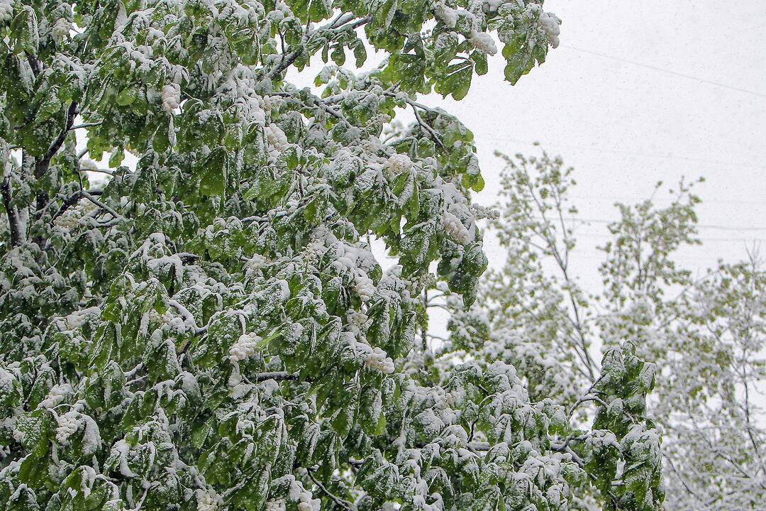 Gegužės 12-osios rytas Kaune