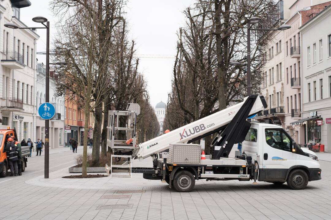 Naujai susodintos liepos Laisvės alėjoje