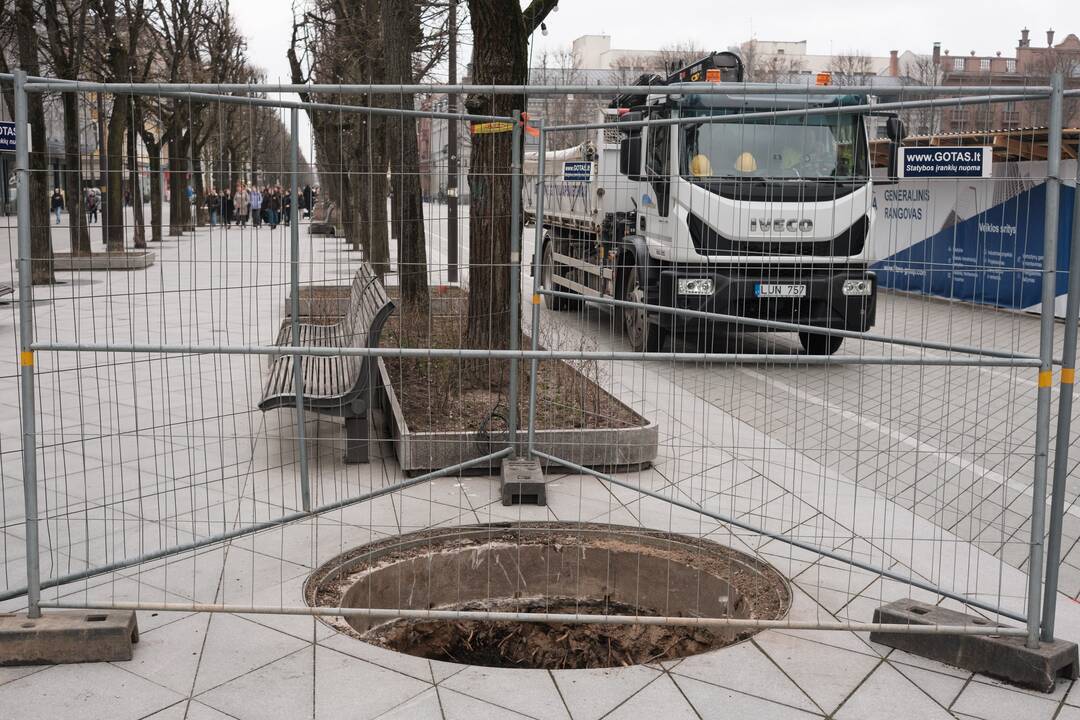 Naujai susodintos liepos Laisvės alėjoje