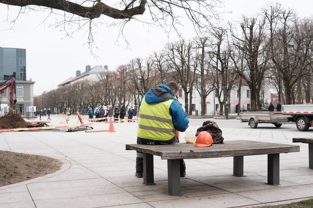 Naujai susodintos liepos Laisvės alėjoje