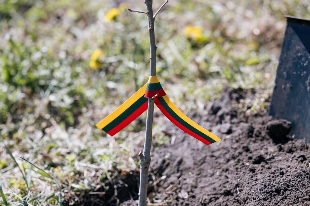 Ukrainos karo aukų atminimo ąžuolyne - dar daugiau ąžuolų