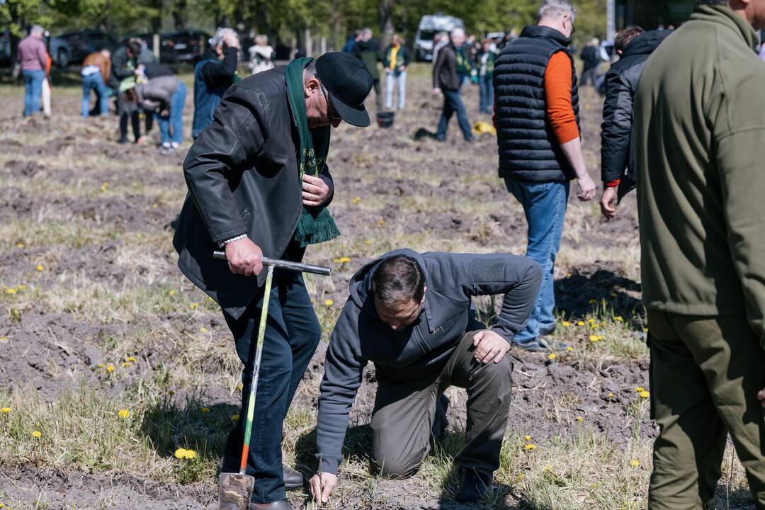 Ukrainos karo aukų atminimo ąžuolyne - dar daugiau ąžuolų