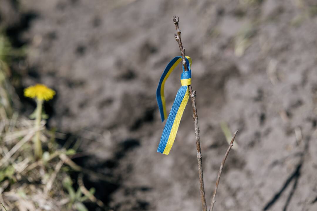 Ukrainos karo aukų atminimo ąžuolyne - dar daugiau ąžuolų
