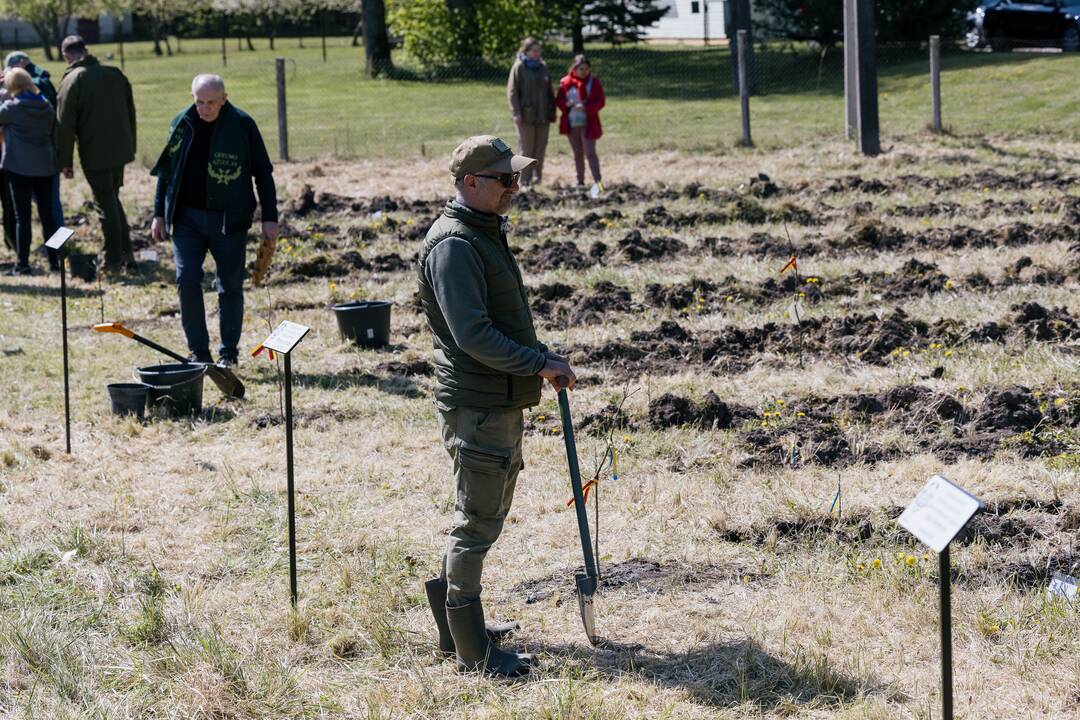 Ukrainos karo aukų atminimo ąžuolyne - dar daugiau ąžuolų