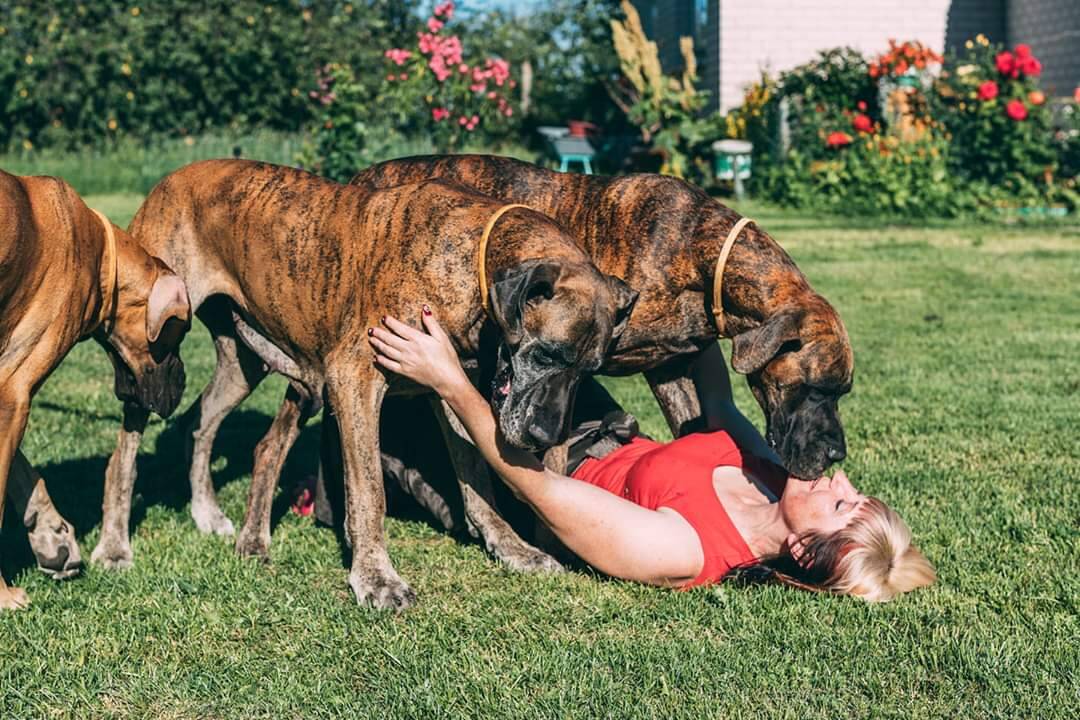 Meilė: V.Vosyliūtė jau neįsivaizduoja gyvenimo be vokiečių dogų, o jos augintinės, matyt, be jos. 