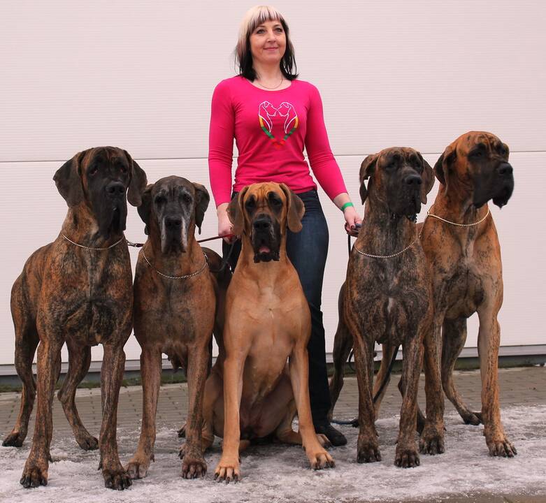 Meilė: V.Vosyliūtė jau neįsivaizduoja gyvenimo be vokiečių dogų, o jos augintinės, matyt, be jos. 