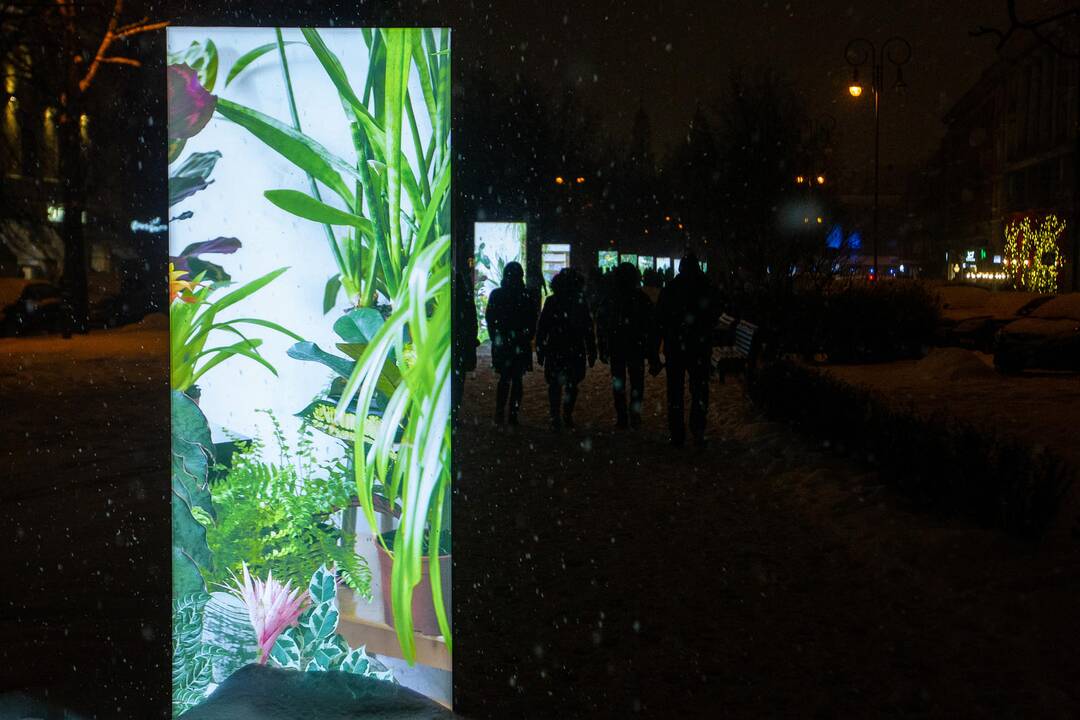Vilniaus šviesų festivalis