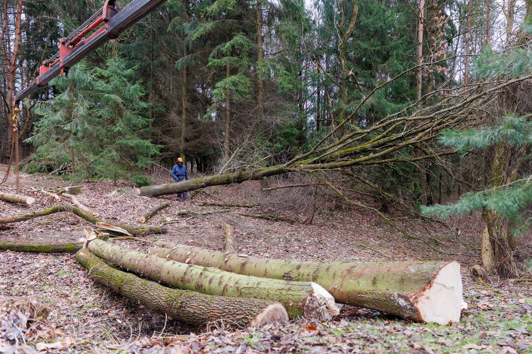 Pritarė kai kurių miškų kirtimų ribojimams
