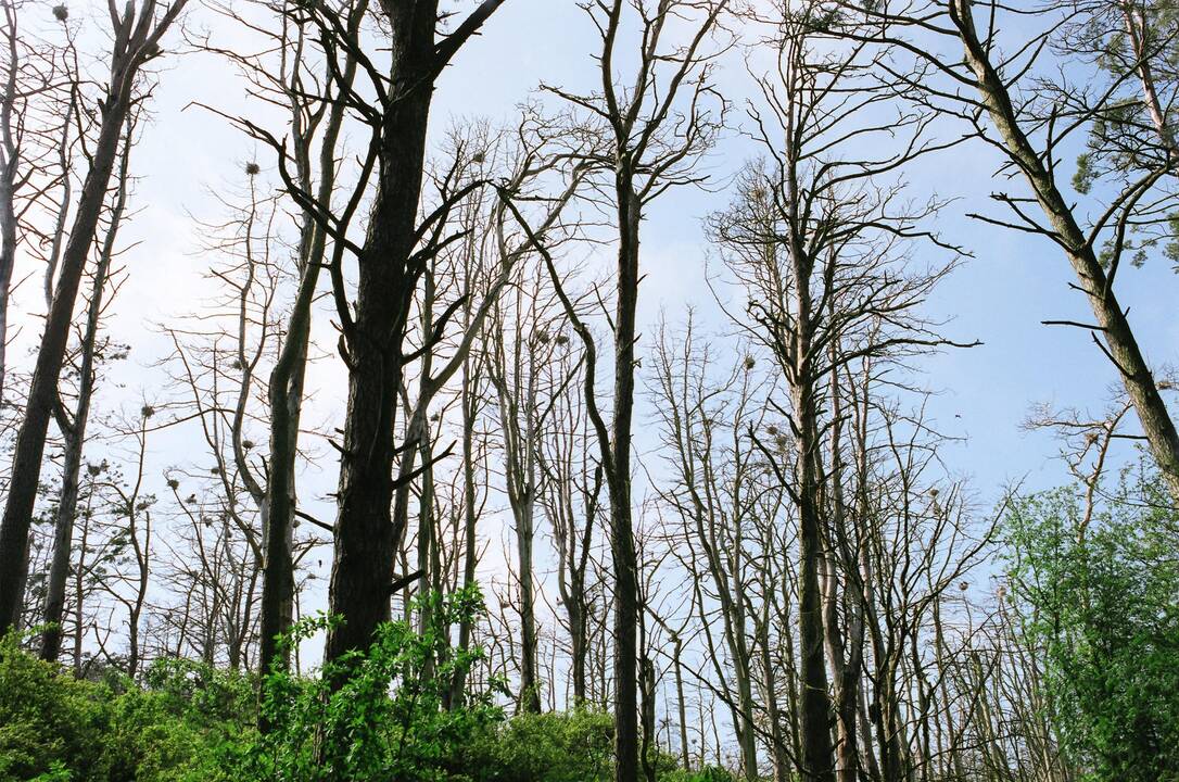 Asociatyvi nuotr.