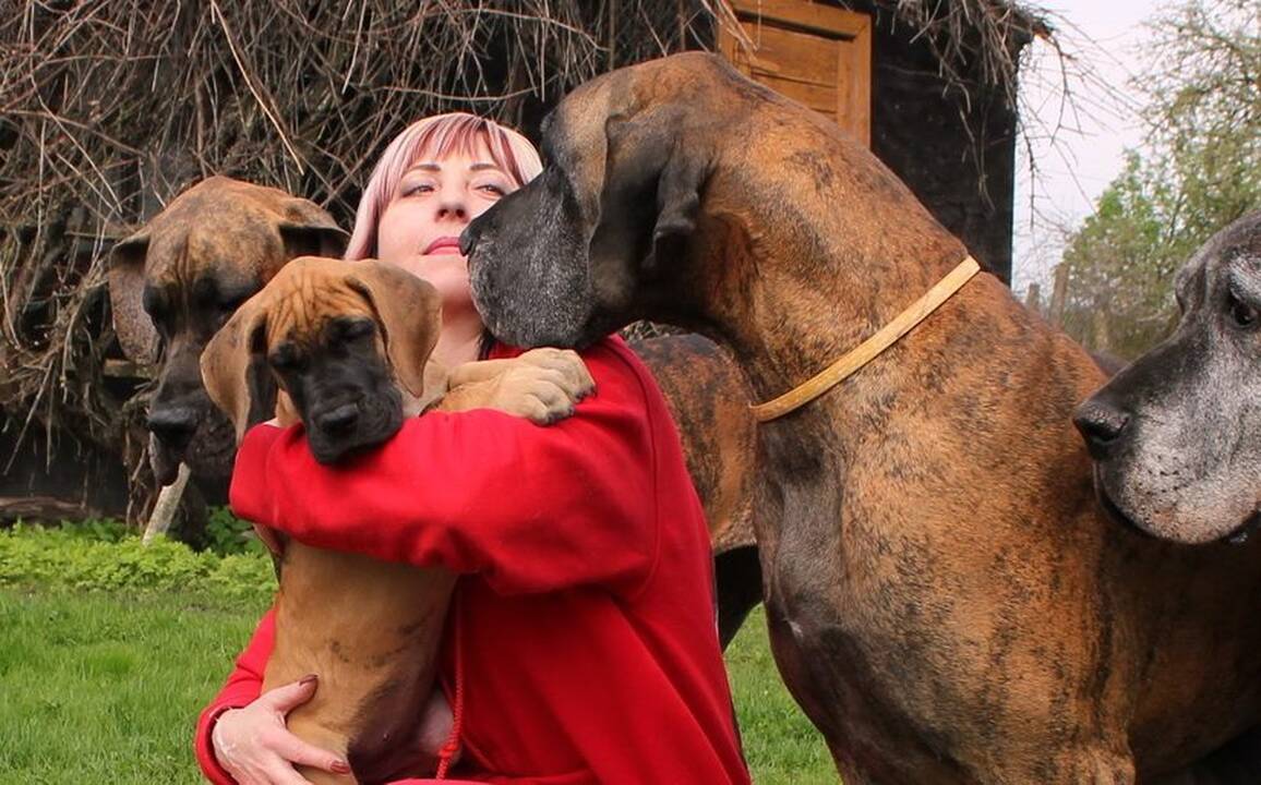 Meilė: V.Vosyliūtė jau neįsivaizduoja gyvenimo be vokiečių dogų, o jos augintinės, matyt, be jos. 