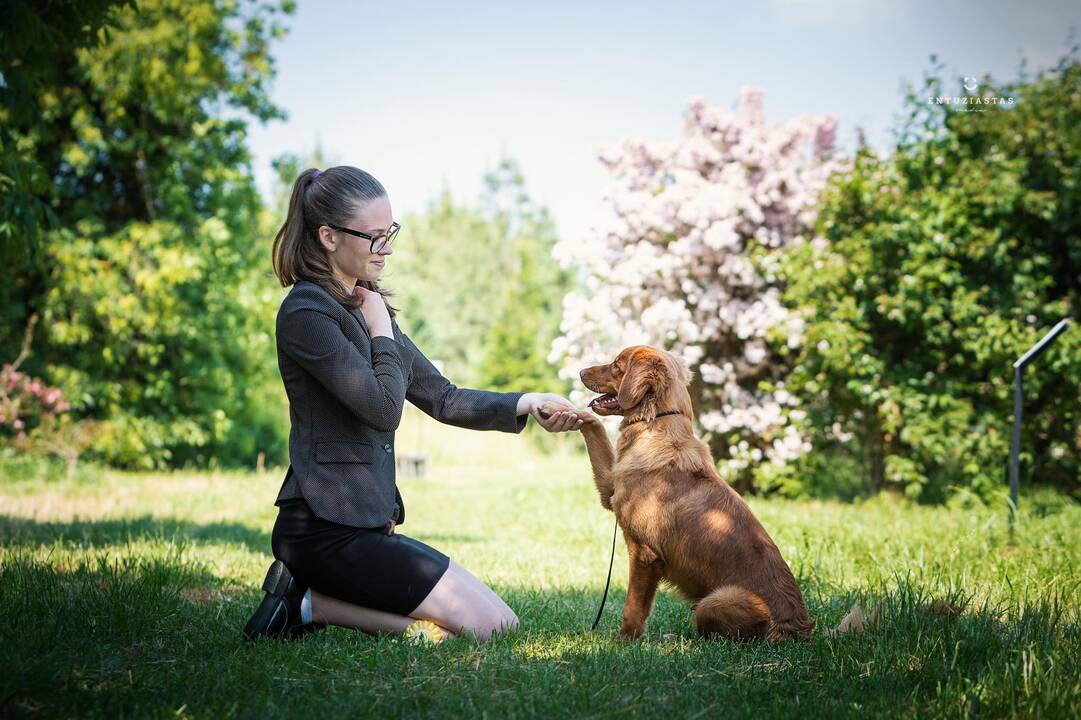 Atokvėpis: Naujosios Škotijos retriveris Wiskas ir labradoro retriveris Dexteris Druskininkų tarptautinėje šunų parodoje su savo vedle A.Daukševičiūte teisėjų neliko nepastebėti. 