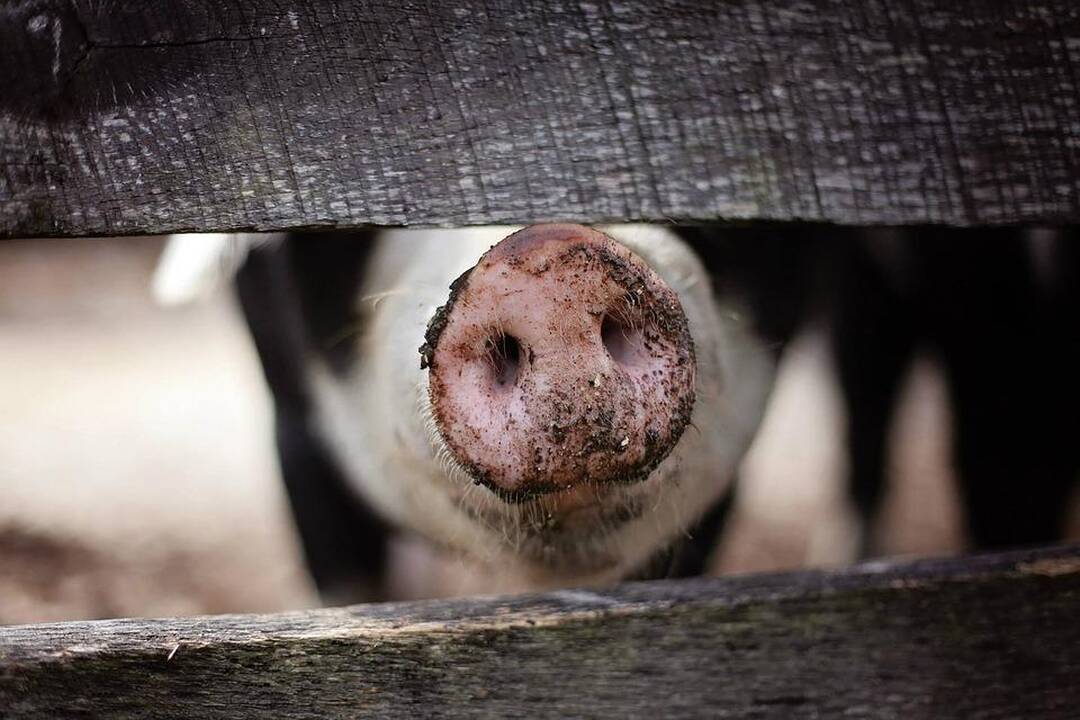 Nustatytas jau penktasis kiaulių maro židinys