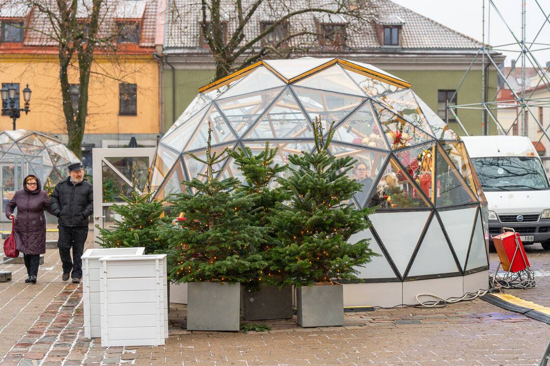 Kauno Kalėdų eglė prieš įžiebimą