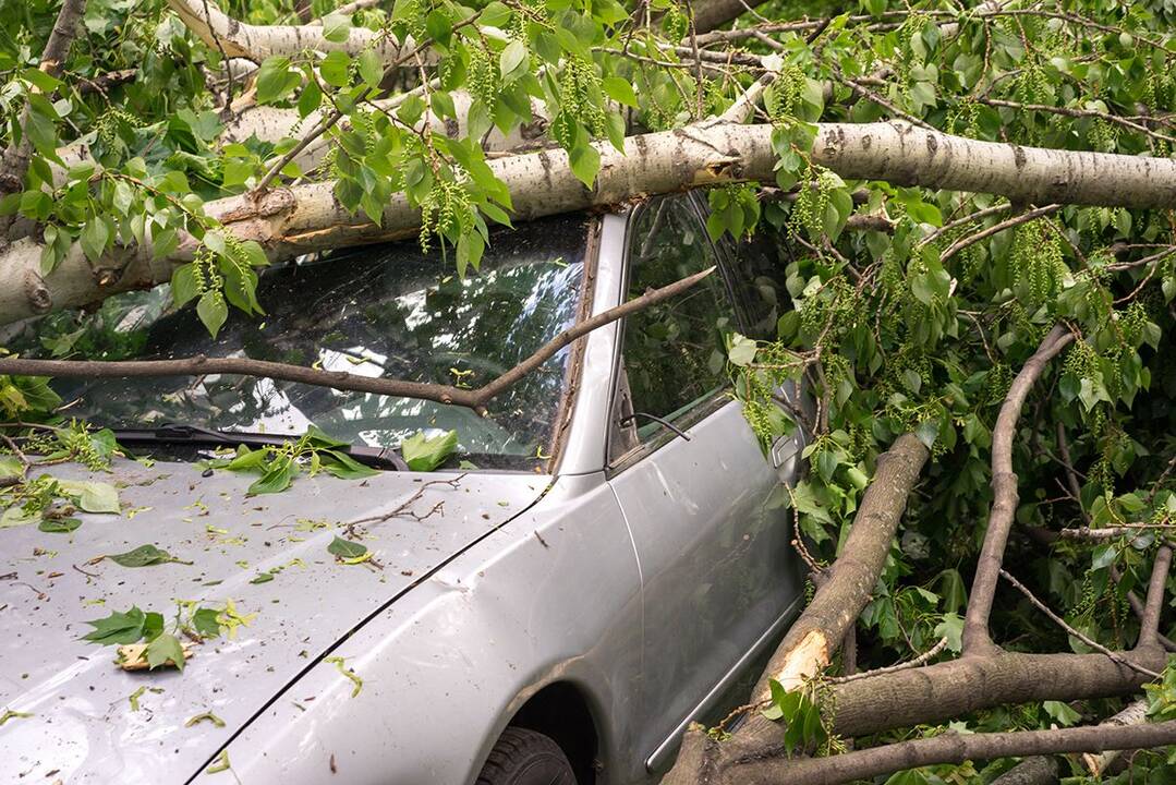Urėdija turės atlyginti beveik 30 tūkst. eurų žalą už medžio sutraiškytus automobilius