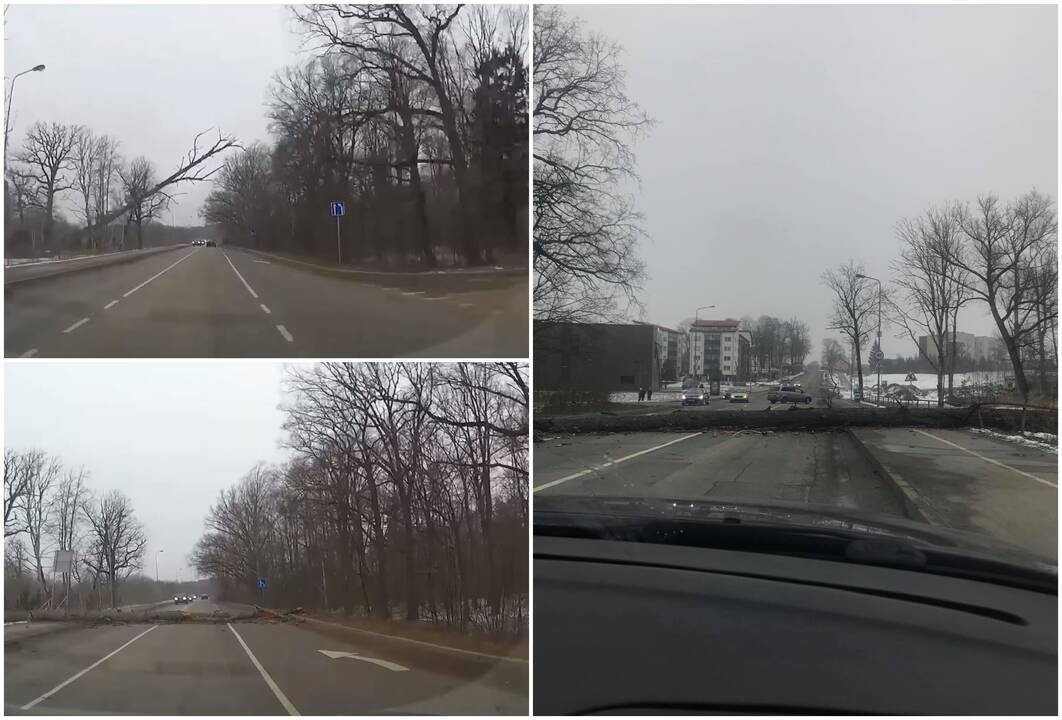 Užfiksavo: medis ant gatvės virto vairuotojų akyse.