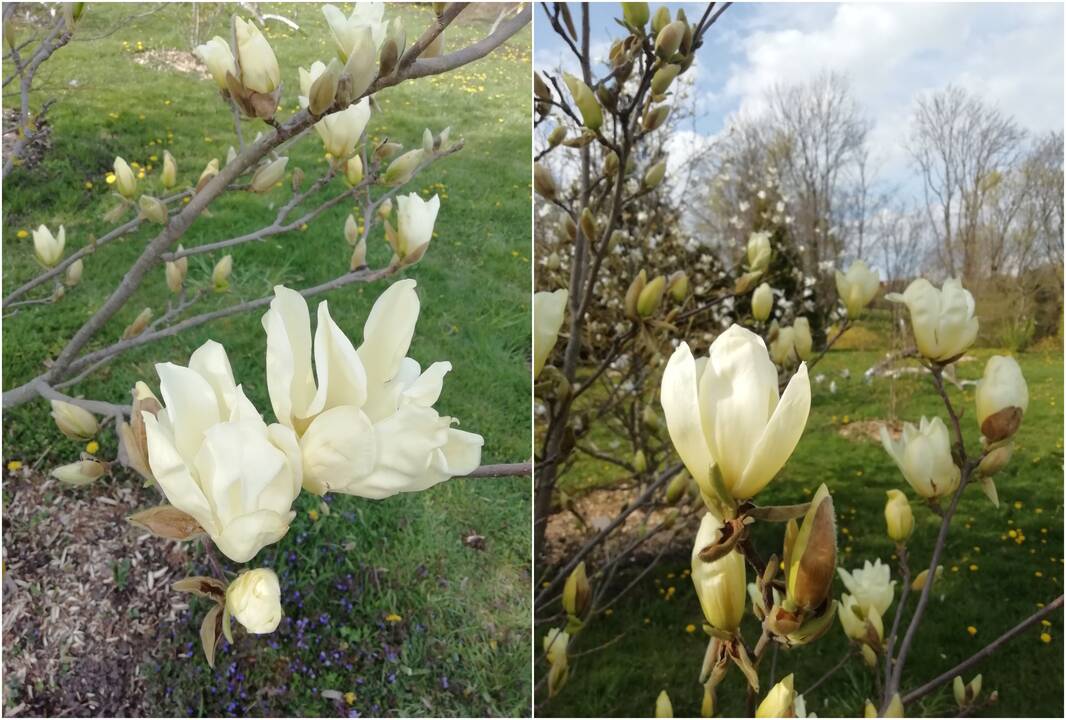 Prognozė: kitą savaitę, gerokai atšilus orams, masiškai prasiskleis jau ne tik magnolijos ir sakuros, bet ir lietuviški vaismedžiai.