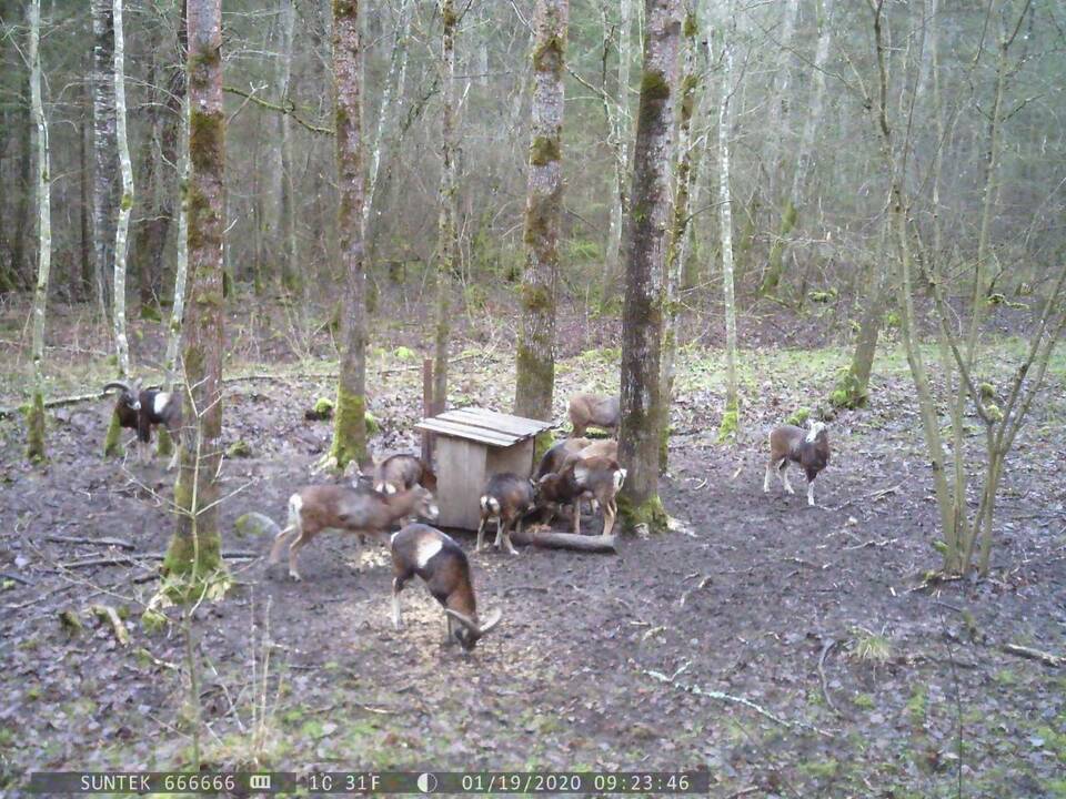 Nuostaba: medžiotojai prie savo šėryklų miške vaizdo kameromis užfiksavo visą kaimenę muflonų.