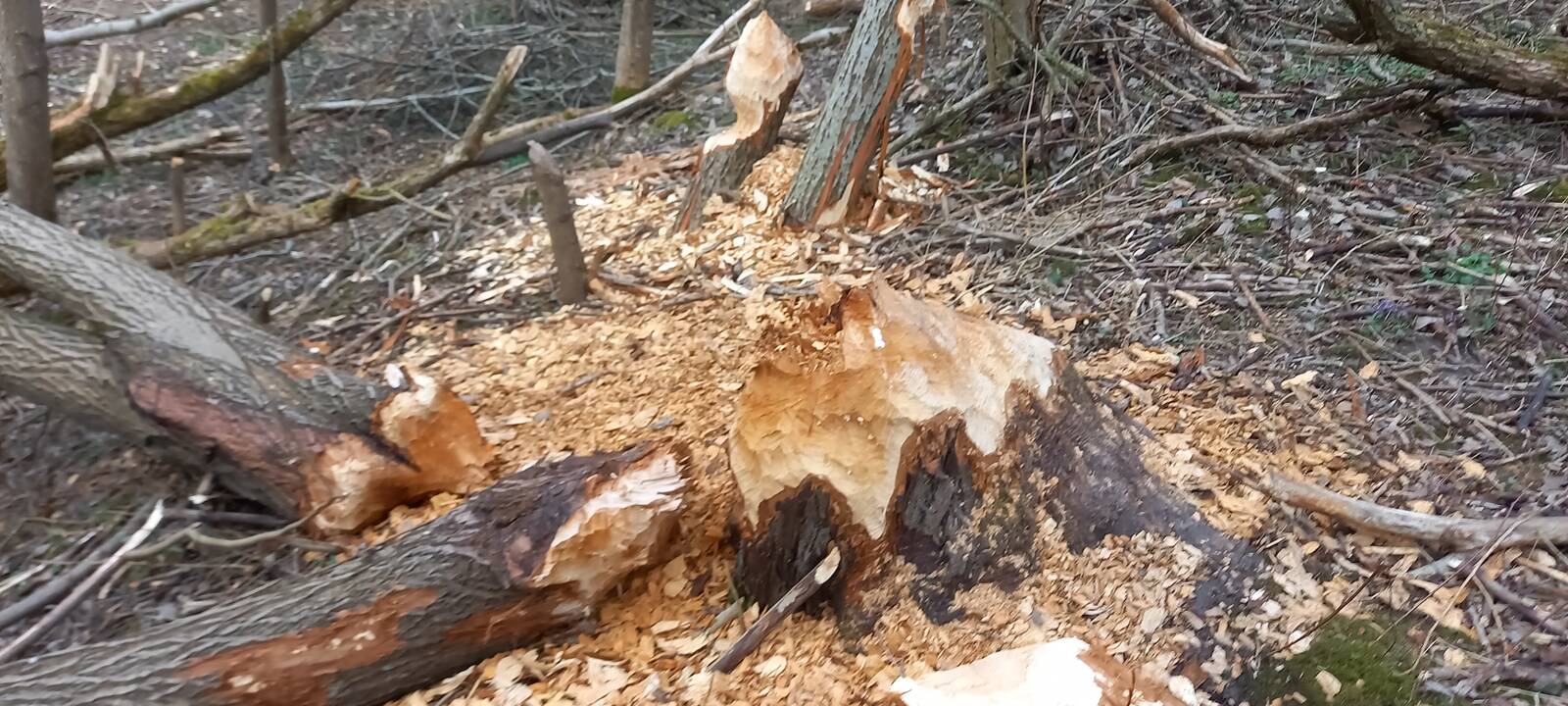 Pasidarbavo: įspūdinga bebrų užtvanka sužavėjo net daug mačiusį gamtosaugininką.