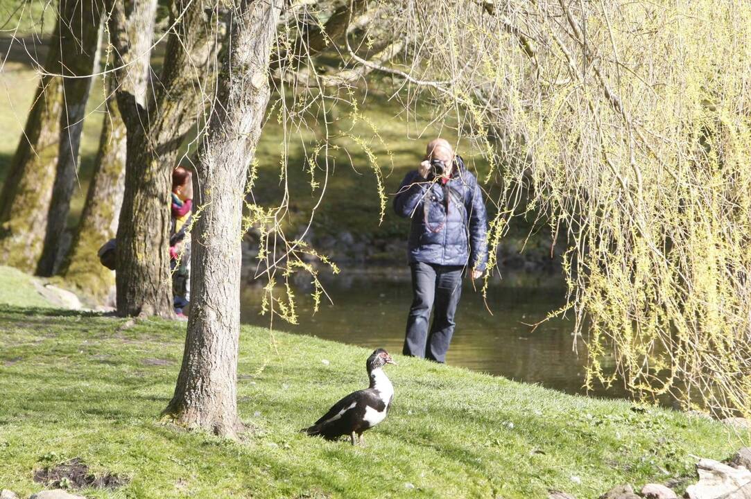 Rekordai: net patys sinoptikai stebisi šio rudens orais, šiluma niekaip nenori pasitraukti visą lapkritį.