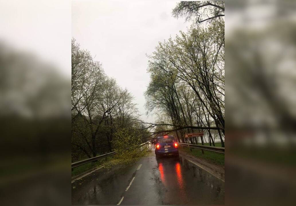 Panemunėje ant automobilio nuvirto medis