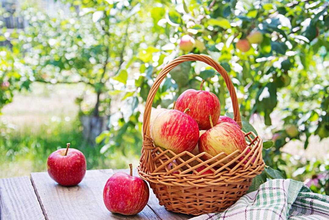 Artimiausiomis dienomis – sausesni ir vėsesni orai