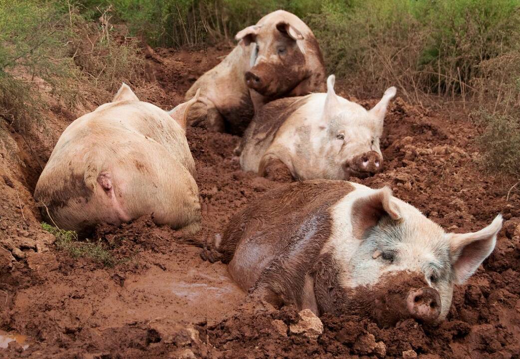 Bėdos, kurias seniai pamiršome: kodėl viduramžiais kiaulėms buvo rengiami teismai?