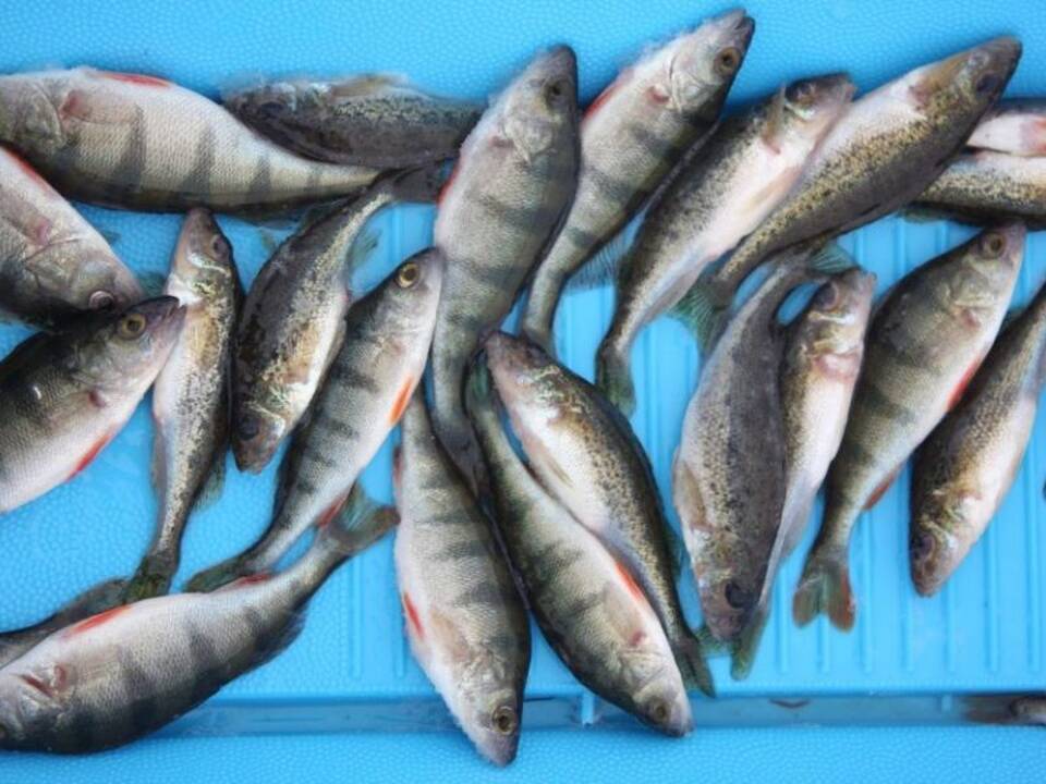 Asociatyvi nuotr.