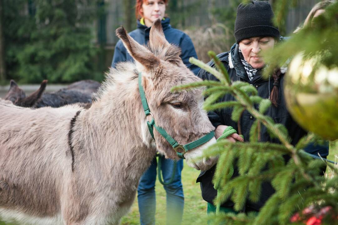 Zoologijos sode šventė