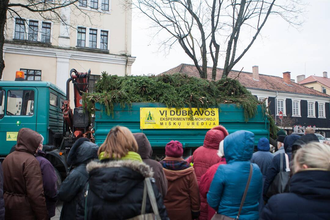 Eglučių šakų dalinimas Rotušės aikštėje