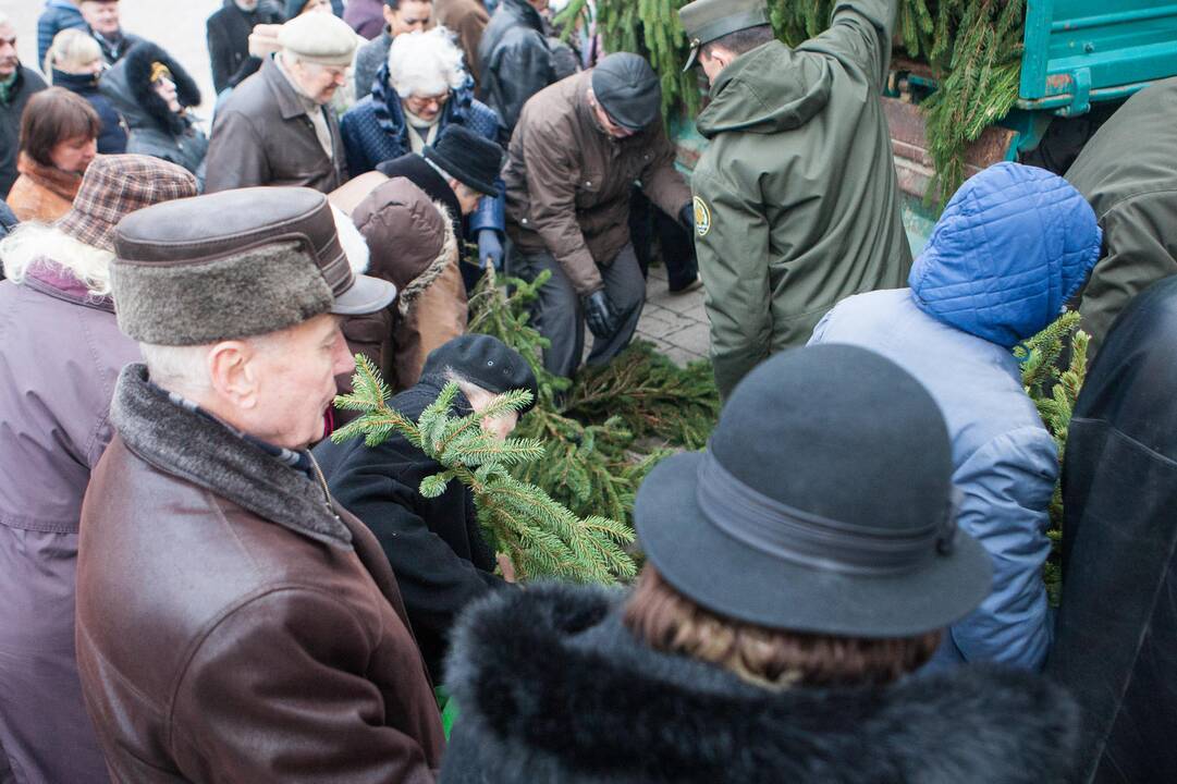 Eglučių šakų dalinimas Rotušės aikštėje