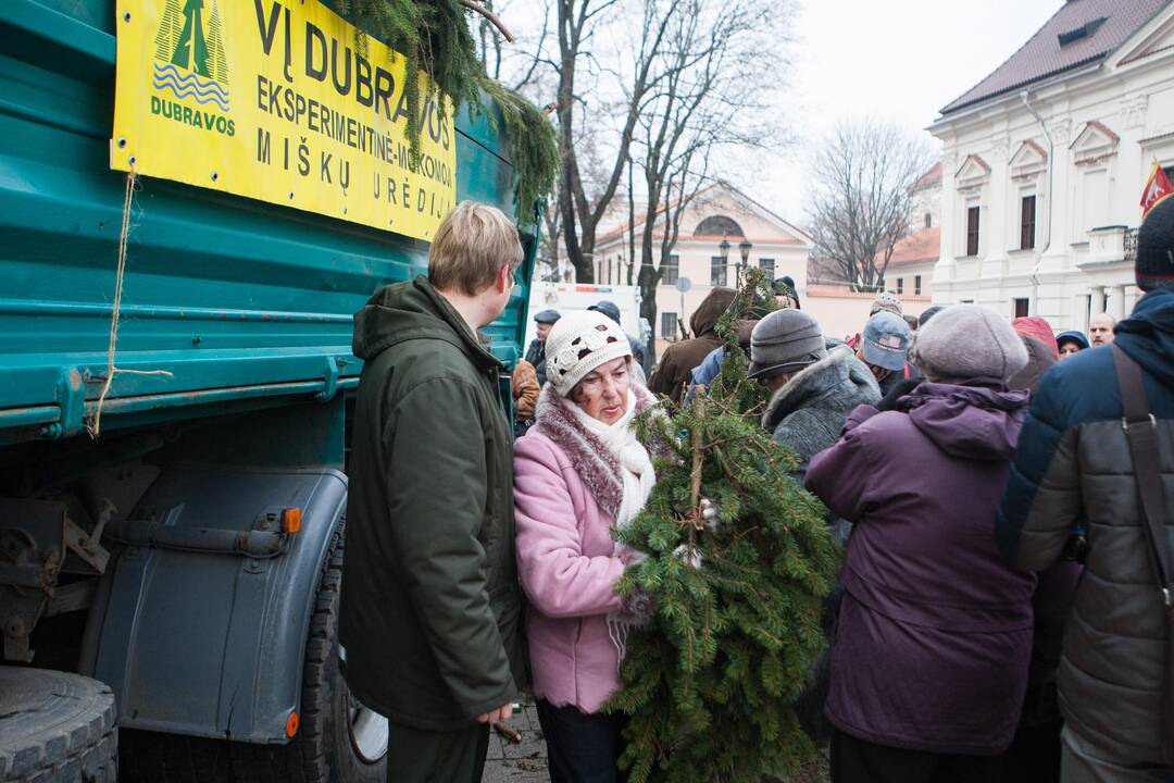 Eglučių šakų dalinimas Rotušės aikštėje