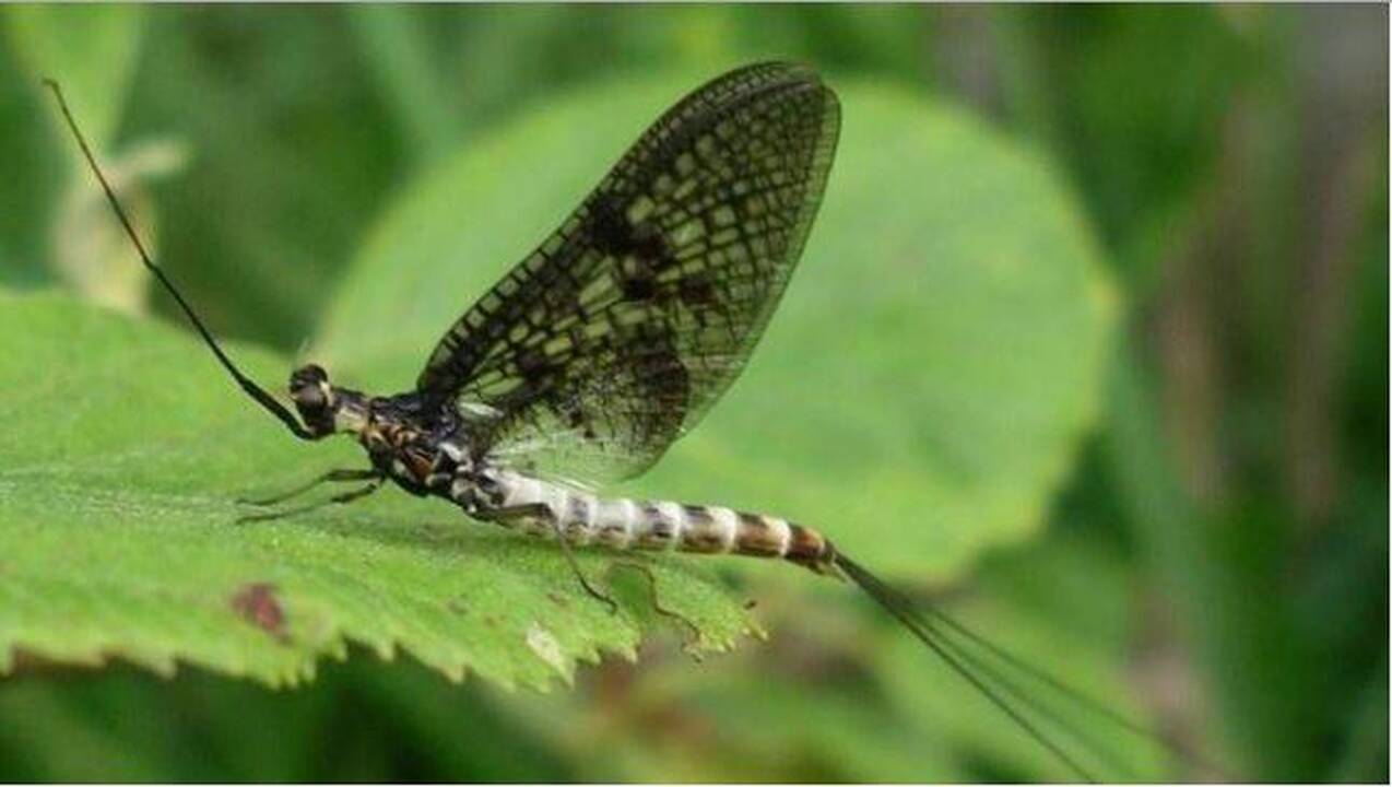 Ar bijoti lašalų spiečiaus?