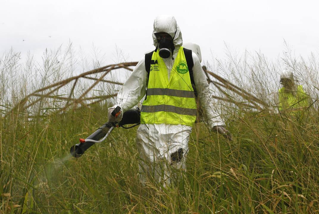 Brazilijoje imtasi veiksmų prieš Zika viruso plitimą