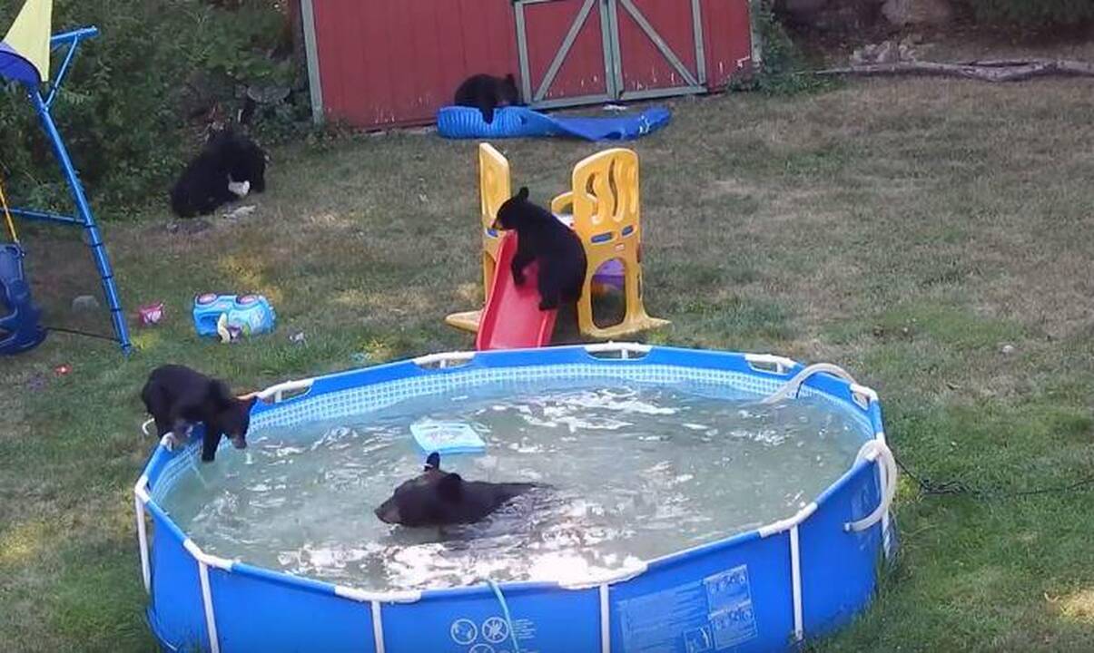 Į pamiškės sodybą pažaisti atklydo meškų kompanija