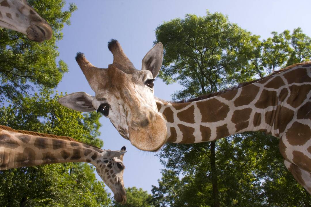 Lietuvos zoologijos sode apsigyvens žirafos patinas