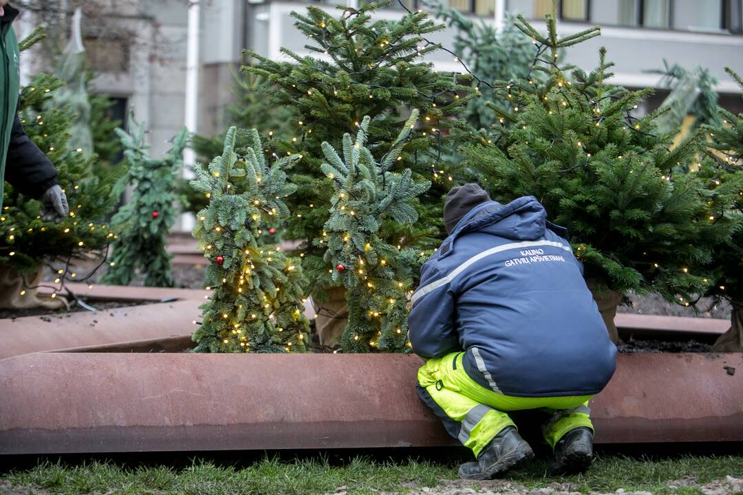 Prie savivaldybės jau puošiamas kalėdinių eglučių parkelis