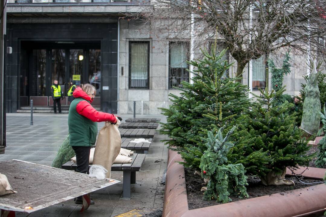Prie savivaldybės jau puošiamas kalėdinių eglučių parkelis