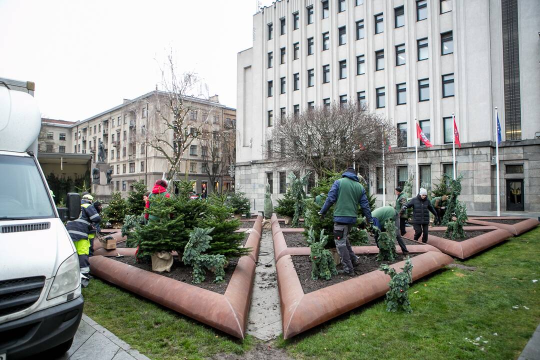 Prie savivaldybės jau puošiamas kalėdinių eglučių parkelis