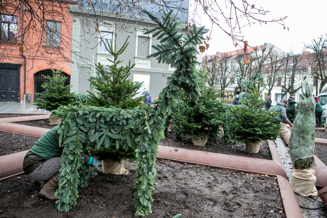 Prie savivaldybės jau puošiamas kalėdinių eglučių parkelis