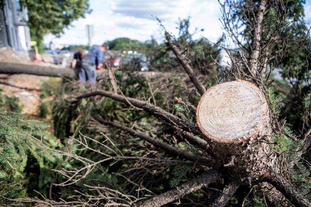 Kelininkai perspėja: dėl gūsingo vėjo ant kelių gali būti nukritusių medžių