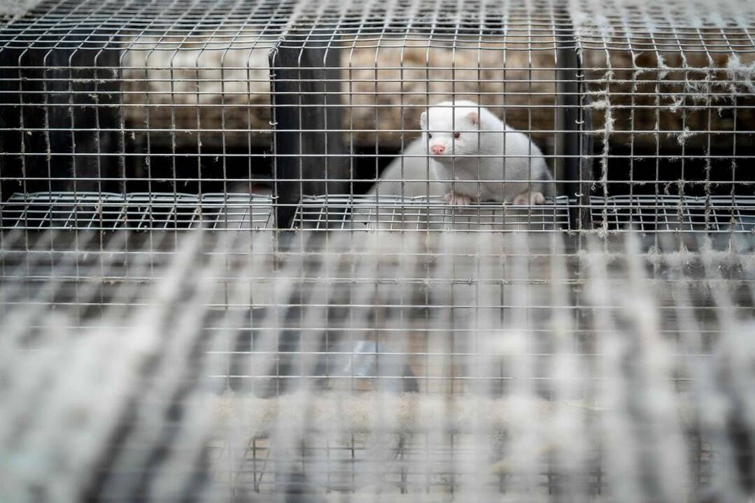 Šiaulių rajone iš fermos pavogtos 25 audinės