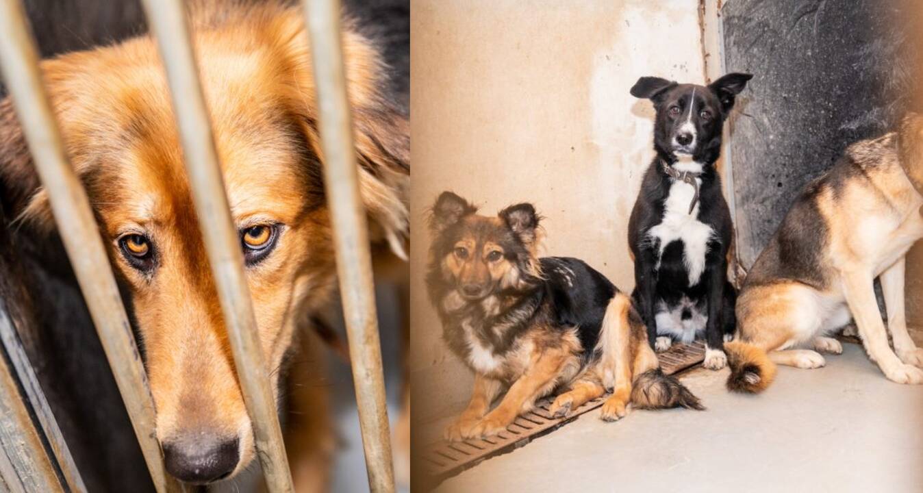 Laukia: prieglaudose šunys nepraranda vilties, kad pagaliau sulauks mylinčių šeimininkų ir išvyks į namus.