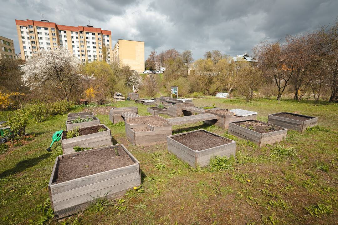 Sąlygos: "Šilainių soduose"  laukiami visi norintieji sodininkauti.