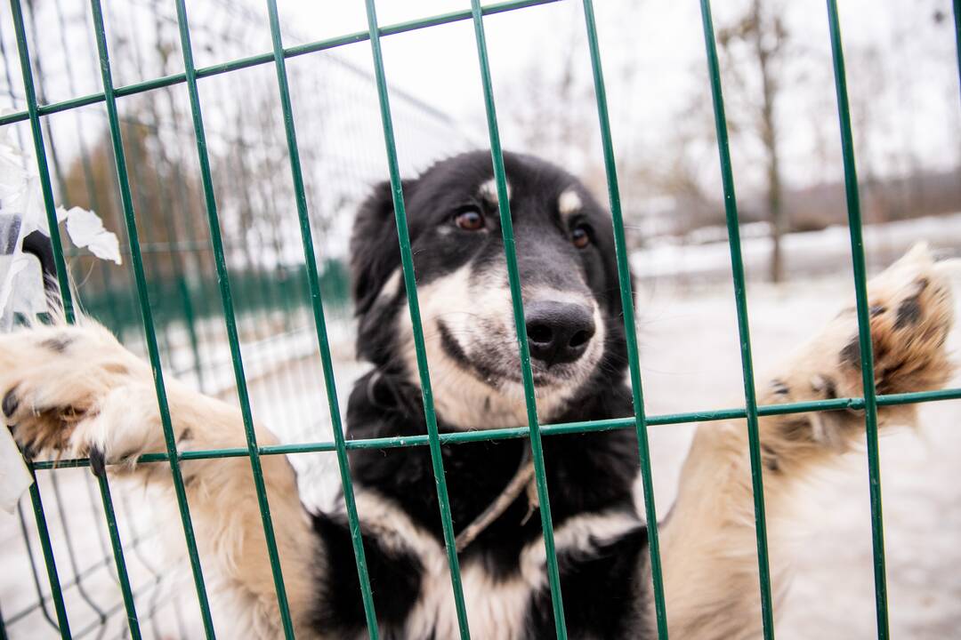 Kauno prieglaudas perpildė beglobiai gyvūnai