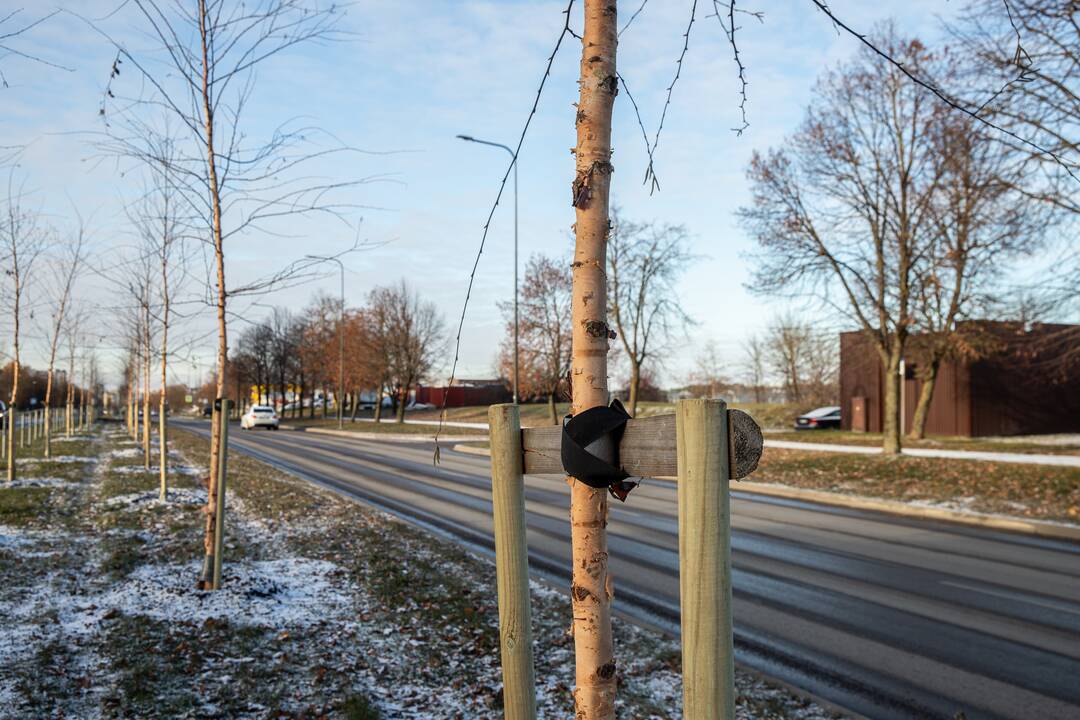 Eismas: specialistai teigia, kad medžiai skiriamojoje juostoje netrukdo eismo saugumui.