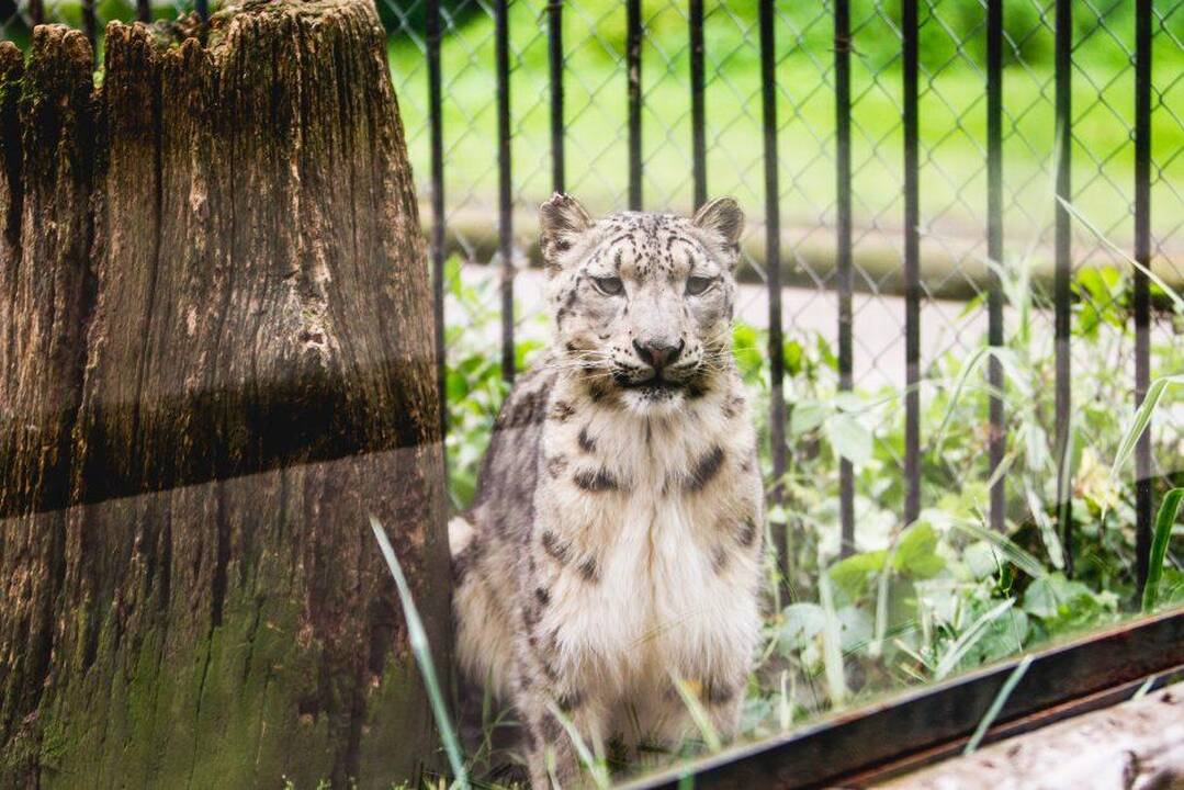 Žodį dėl Zoologijos sodo rekonstrukcijos tarė ir pirkimų tarnyba 