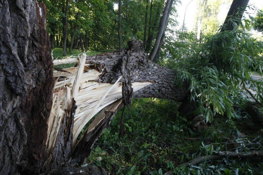 Stiprus vėjas visoje šalyje verčia medžius: per parą – beveik pusšimtis